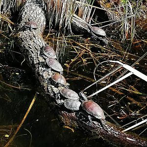 European pond turtles