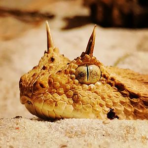 Saharan horned viper (Cerastes cerastes)