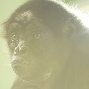 Female Brown Spider Monkey, April 2021