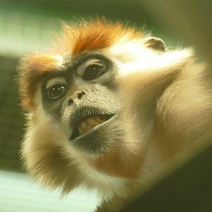 Female Cherry-Crowned Mangabey, April 2021