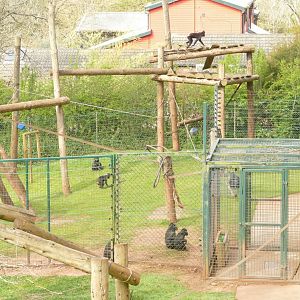 Sulawesi crested macaque enclosure, April 2021