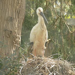 Oriental white stork, April 2021