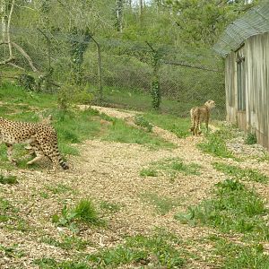 Cheetahs, April 2021