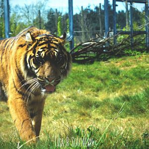 .:Sumatran Tiger:.