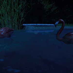 Caribbean Flamingos