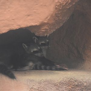 Crab-eating raccoon (Procyon cancrivorus)