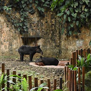 Mountain tapirs (Tapirus pinchaque)
