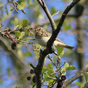 Tree pipit