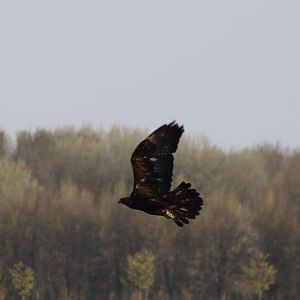 Golden eagle