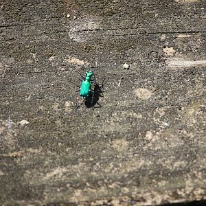 Six-spotted green tiger beetle (Cicindela sexguttata)