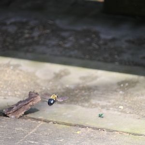 Eastern carpenter bee (Xylocopa virginica)