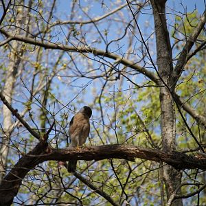Cooper’s Hawk (Accipiter cooperii)