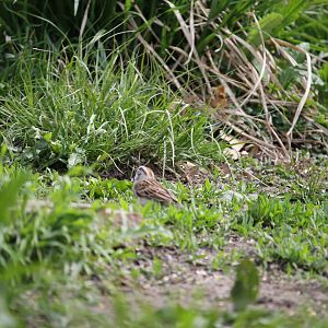 Chipping Sparrow (Spizella passerina)