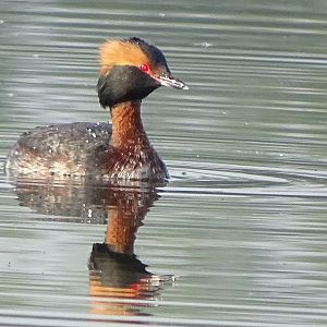 Horned grebe