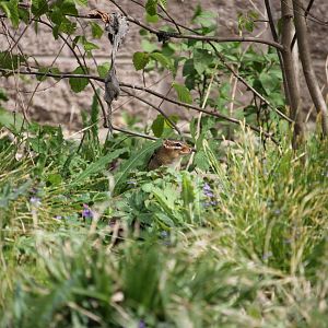 Chipmunk peeking out