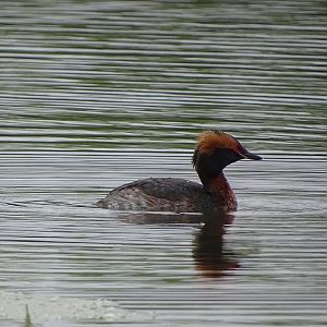 Horned grebe