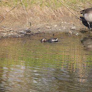 Grebe going for a dip