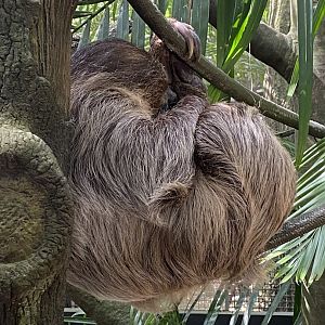 Linnaeus’s two-toed sloth (Choloepus didactylus)