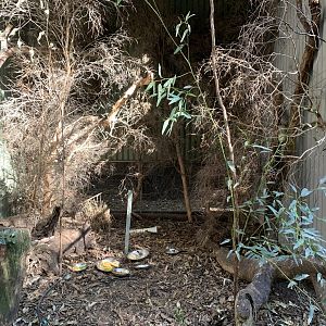 Doule-barred Finch Aviary