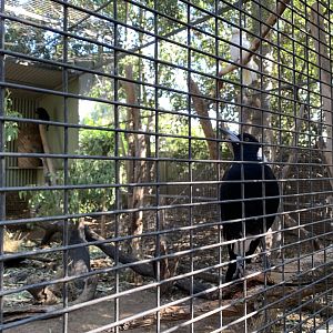 Australian Magpie