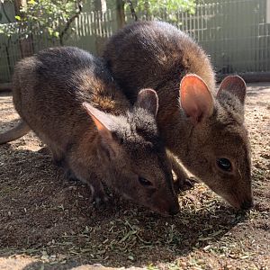 Red-necked Pademelon