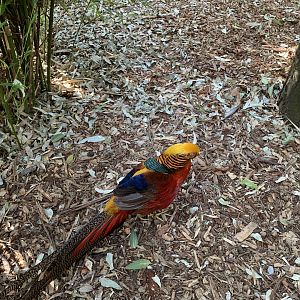 Golden Pheasant