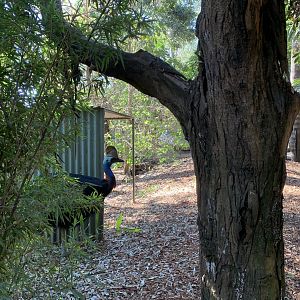 Southern Cassowary