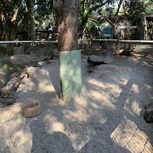 Common Wombat Enclosure