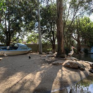 Pelican Exhibit