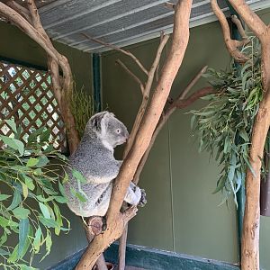 'Monty' the Koala