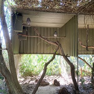 Barking Owl Aviary
