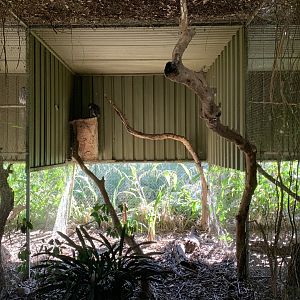 Lesser Sooty Owl Aviary