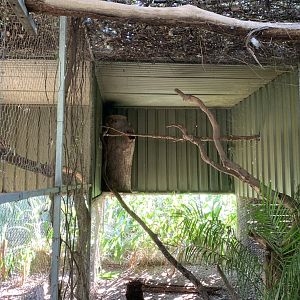 Greater Sooty Owl Aviary