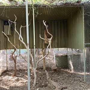 Lesser Sooty Owl Aviary