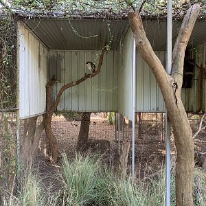 Eastern Grass Owl Aviary