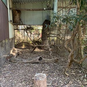 Eastern Grass Owl and Rufous Owl Aviary