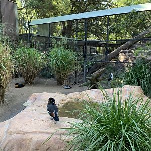 Australian Shelduck Exhibit