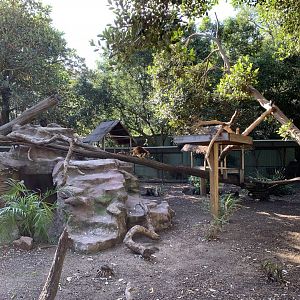 Goodfellow's Tree Kangaroo Enclosure