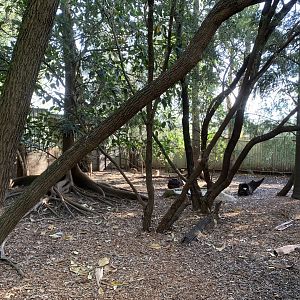 Parma Wallaby and Cassowary Enclosure