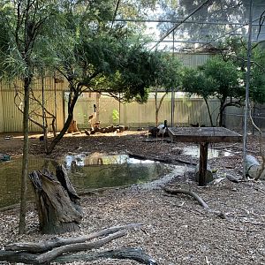 Black-necked Stork Aviary