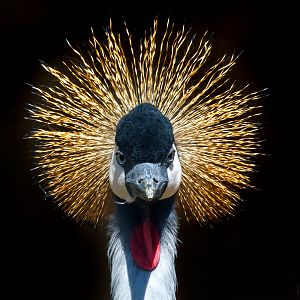 Grey Crowned Crane
