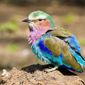 Lilac-breasted Roller
