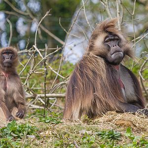 Geladas