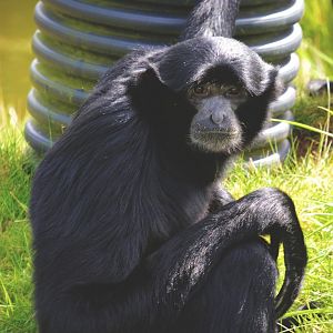 .:Siamang:.
