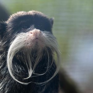 Emperor Tamarin