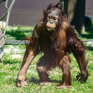 Bornean Orangutan