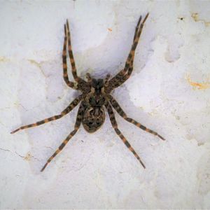 Wolf Spider