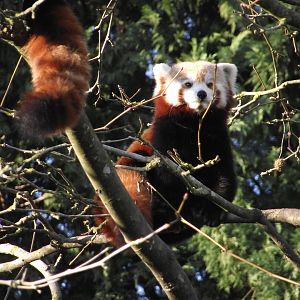 Red Panda - Zooparc de Beauval - 01/2020