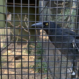 Pied Currawong