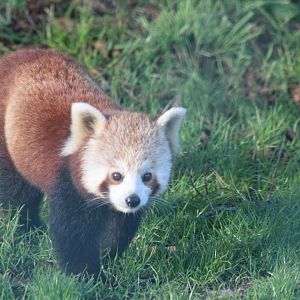Red panda
